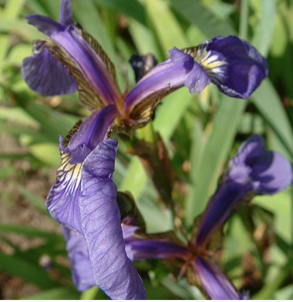 Iris-Setosa
