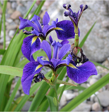 Iris-Versicolor