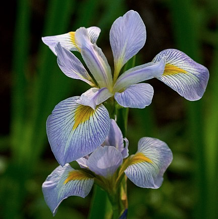Iris-Virginica